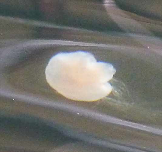 Cyanea capillata 1 Cyanea capillata 1