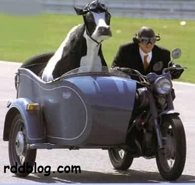 vaca-motera vaca-motera