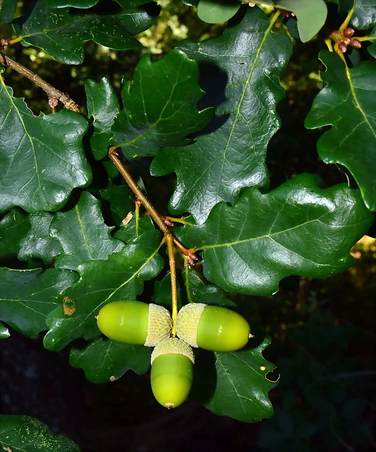 bellota roburfaginea