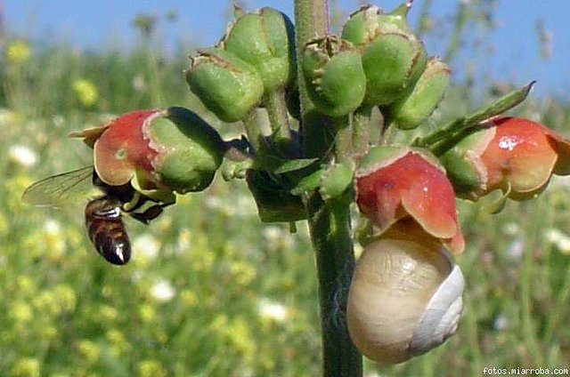 caracol compitiendo