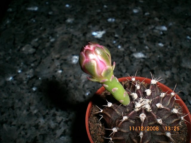 Gymnocalycium mihanovichii