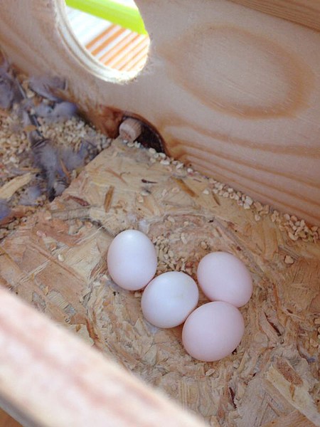 4 huevos 4 huevos