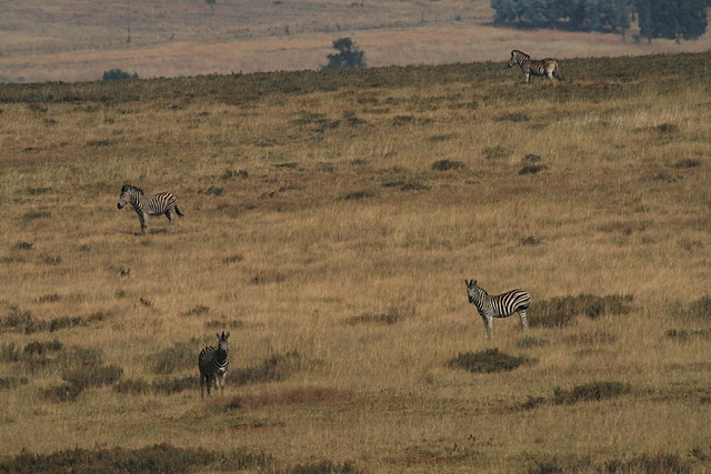 Suikerbosrand Nature Reserve 9-05-09 040 Suikerbosrand Nature Reserve 9-05-09 040