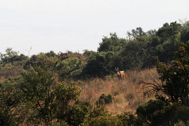 Suikerbosrand Nature Reserve 9-05-09 026 Suikerbosrand Nature Reserve 9-05-09 026