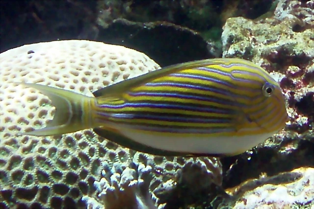 Acanthurus lineatus Acanthurus lineatus