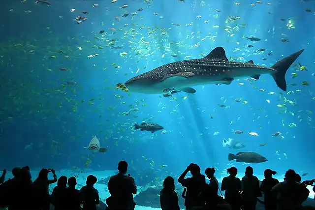 800px-Male_whale_shark_at_Georgia_Aquarium