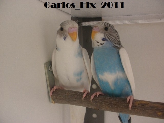 pollos (2) 16-3-11 pollos (2) 16-3-11