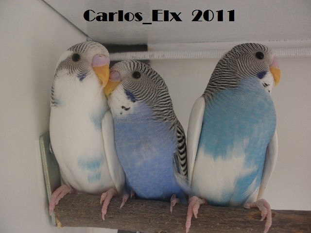 pollos 16-3-11 pollos 16-3-11