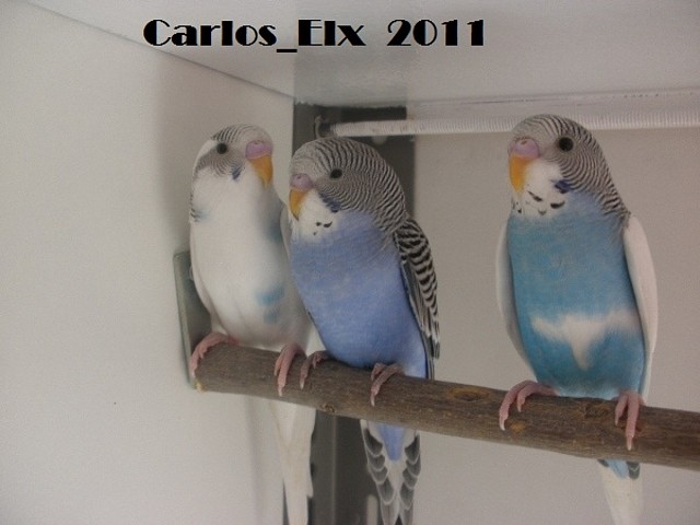 pollos (5) 16-3-11 pollos (5) 16-3-11