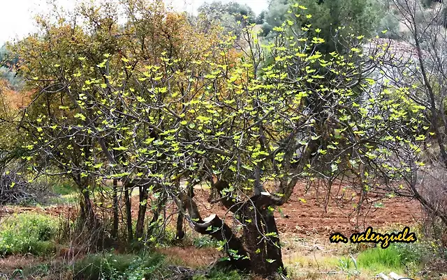 06, mariposas verdes, marca4