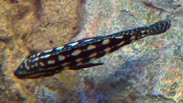 Julidochromis marlieri 3 (24-3-15 Loro Parque) Julidochromis marlieri 3 (24-3-15 Loro Parque)