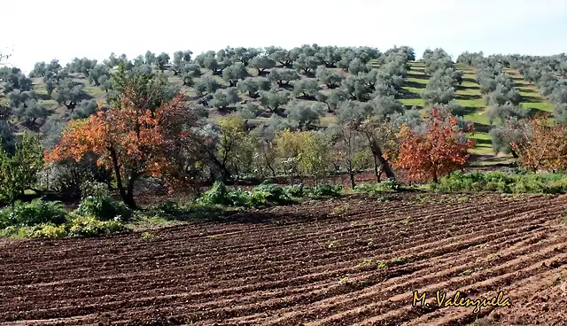 004, huerta hermosilla, marca