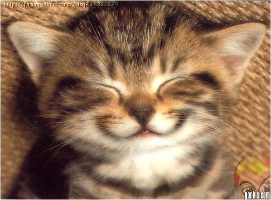 dinamicas gatito dinamicas gatito