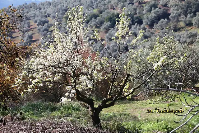 06, peral en flor, marca