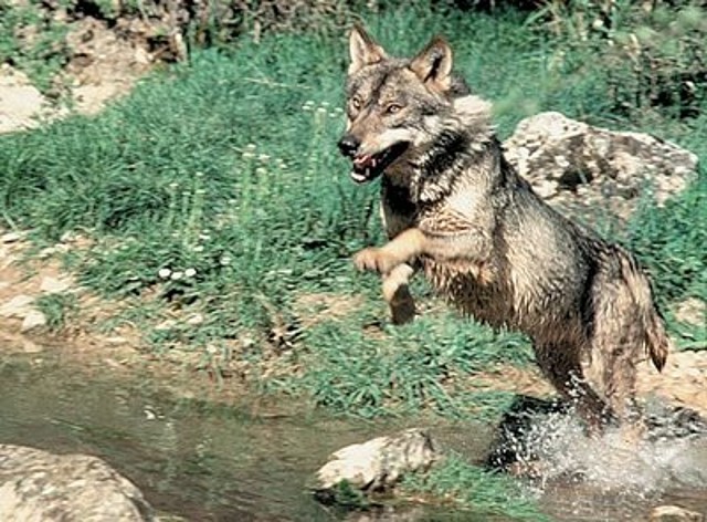 Canis lupus signatus lobo iberico