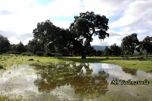 04, agua y encinas, marca