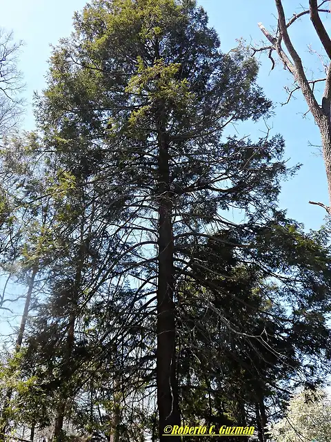 Tsuga canadensis5 1