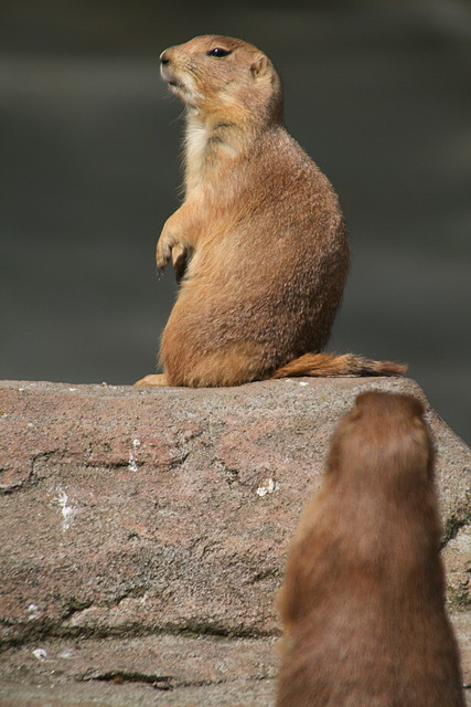 Zoo de Barcelona 282 Zoo de Barcelona 282