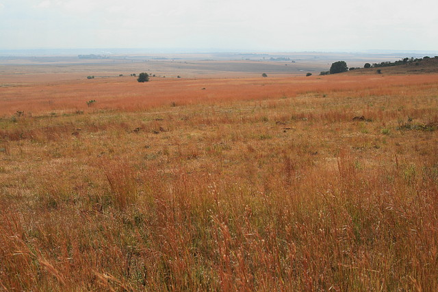 Suikerbosrand Nature Reserve 9-05-09 031 Suikerbosrand Nature Reserve 9-05-09 031