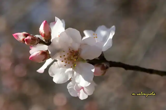 22, flor de almendro2, marca