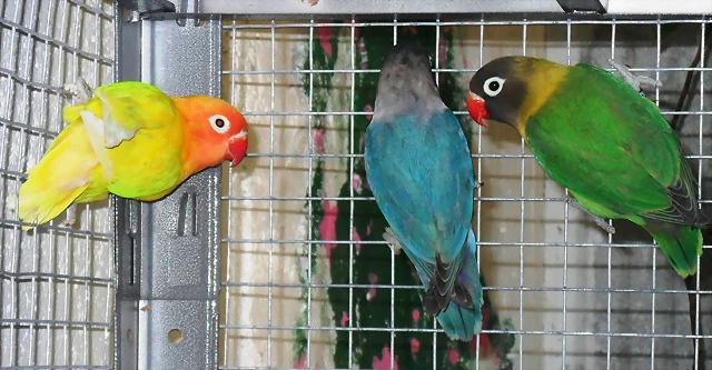 personata personata