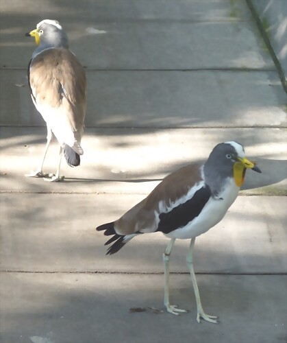 Vanellus albiceps (2-7-16 Zoo de San Diego) Vanellus albiceps (2-7-16 Zoo de San Diego)
