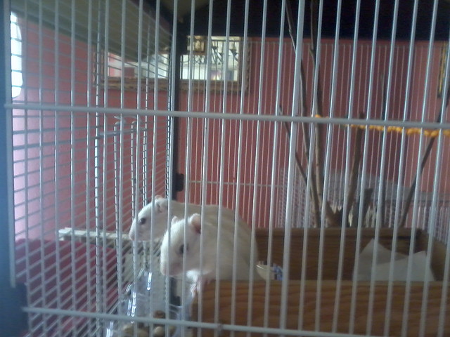 ardis blancas 1 ardis blancas 1