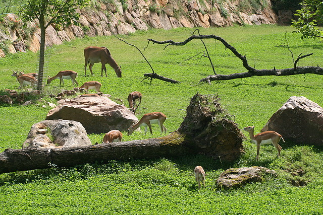 Beauval agost 2010 453 Beauval agost 2010 453