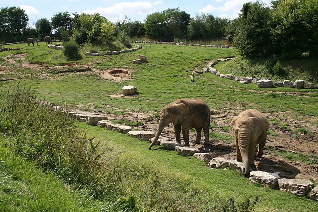 Beauval agost 2010 592 Beauval agost 2010 592