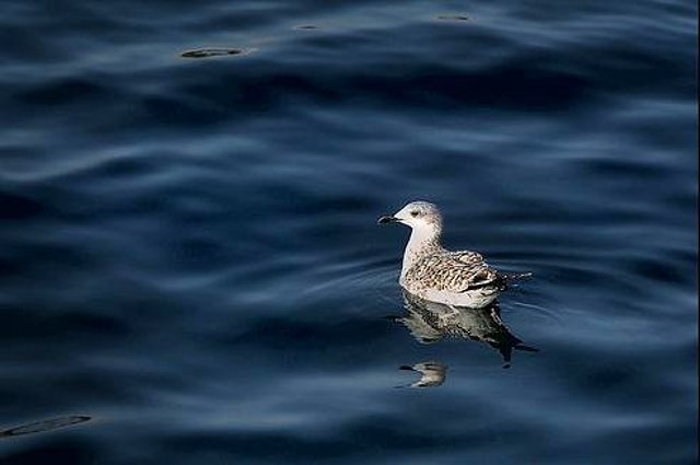 en el mar la vida es mas sabrosa