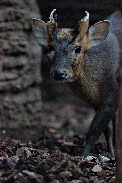 Zoo Barcelona 29-11-11 143 Zoo Barcelona 29-11-11 143