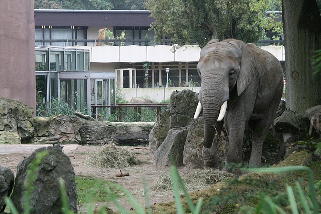 Zoos Duisburg y Krefeld 02-10-09 555 Zoos Duisburg y Krefeld 02-10-09 555
