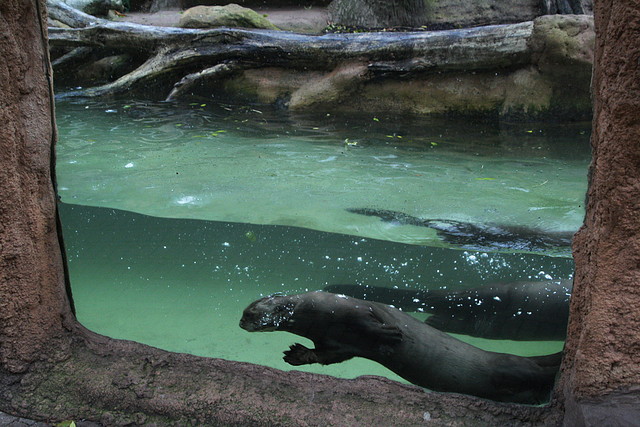 Zoos Duisburg y Krefeld 02-10-09 557 Zoos Duisburg y Krefeld 02-10-09 557