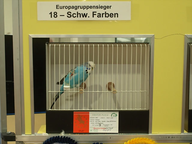 18.Europagruppensieger-Schw.Farben 18.Europagruppensieger-Schw.Farben