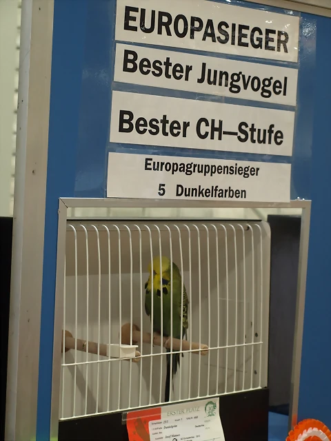 5. Europagruppensieger-DunkelFarben&Bester Jungvogel 5. Europagruppensieger-DunkelFarben&Bester Jungvogel
