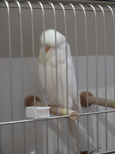 Best Albino Best Albino