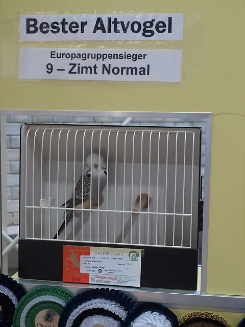 9.Europagruppensieger-Zimnt&Bester Altvogel 9.Europagruppensieger-Zimnt&Bester Altvogel