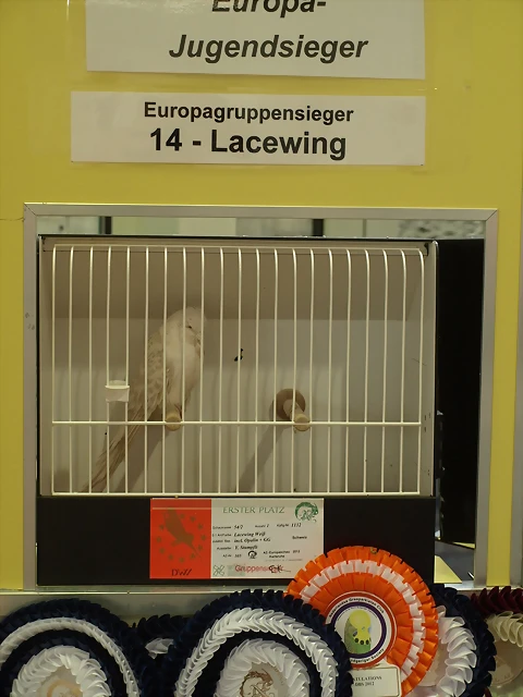 14.Europagruppensieger-Lacewing 14.Europagruppensieger-Lacewing