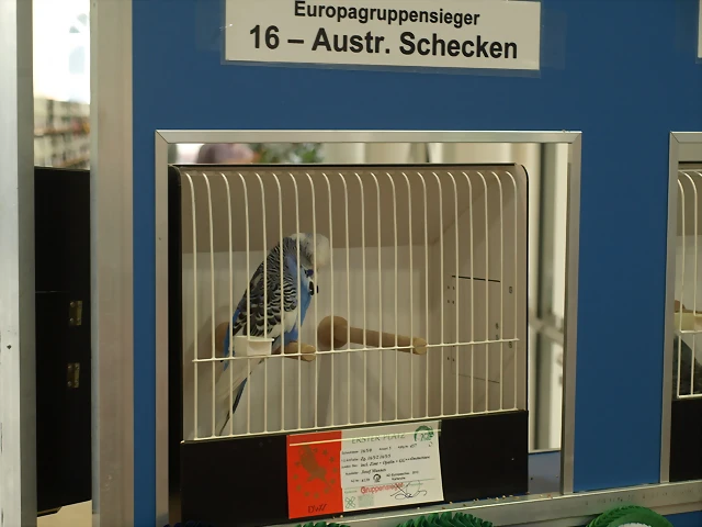 16.Europagruppensieger-Austr.Schecken 16.Europagruppensieger-Austr.Schecken