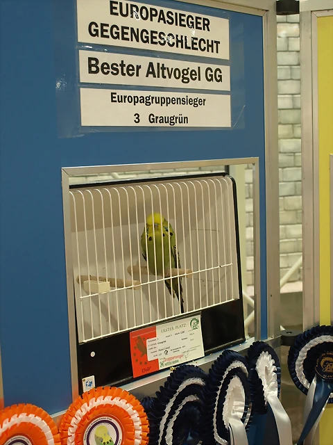 3.Europagruppensieger-Graugrün&Bester Altvogel GG 3.Europagruppensieger-Graugrün&Bester Altvogel GG