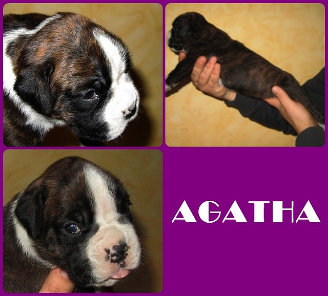 agatha presentacion