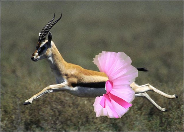 gazelle-picture