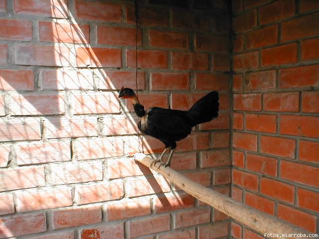 gallina colombiana carioca de Combate gallina colombiana carioca de Combate