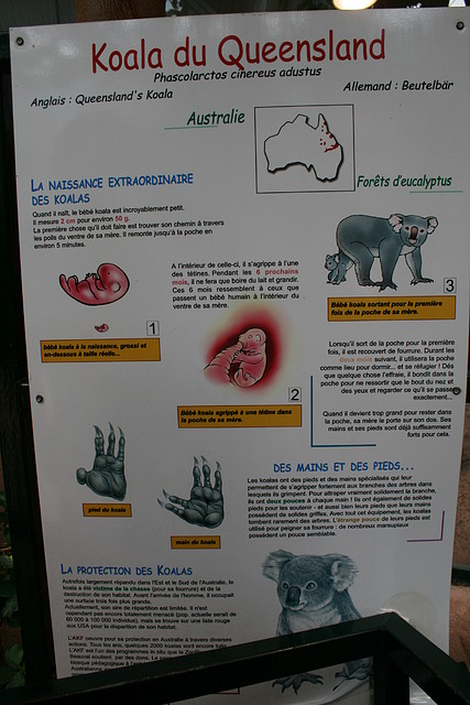 Beauval agost 2010 369