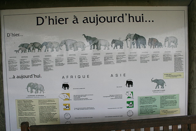 Beauval agost 2010 564