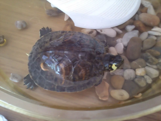 tortugita tortugita