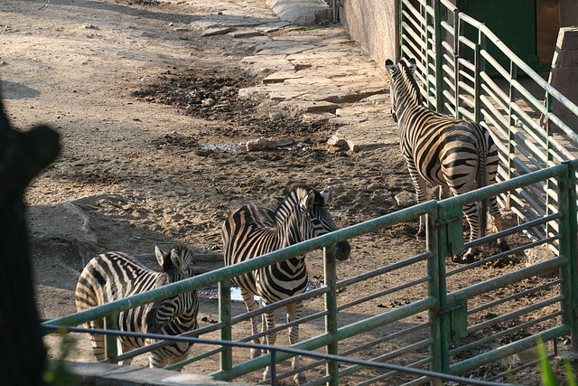 Zoo de Barcelona 09-02-11 600 Zoo de Barcelona 09-02-11 600