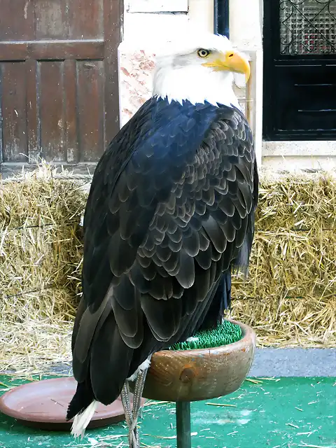 guila calva