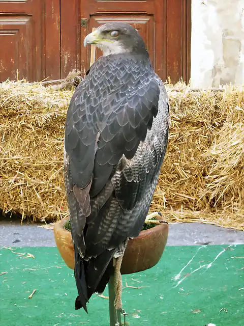 guila escudada