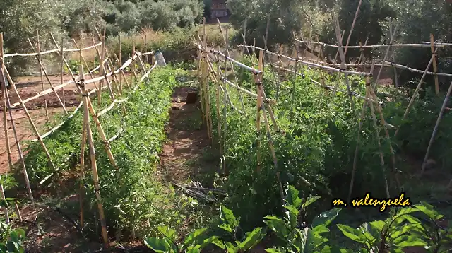 07, tabla de tomates, marca 3